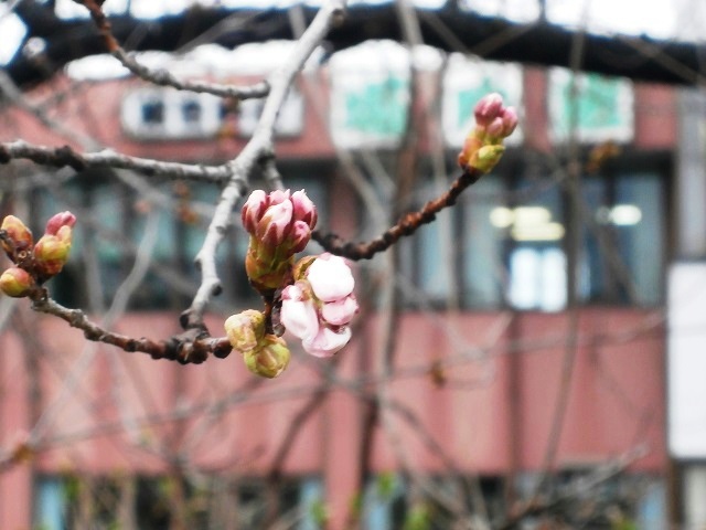 会社桜.jpg