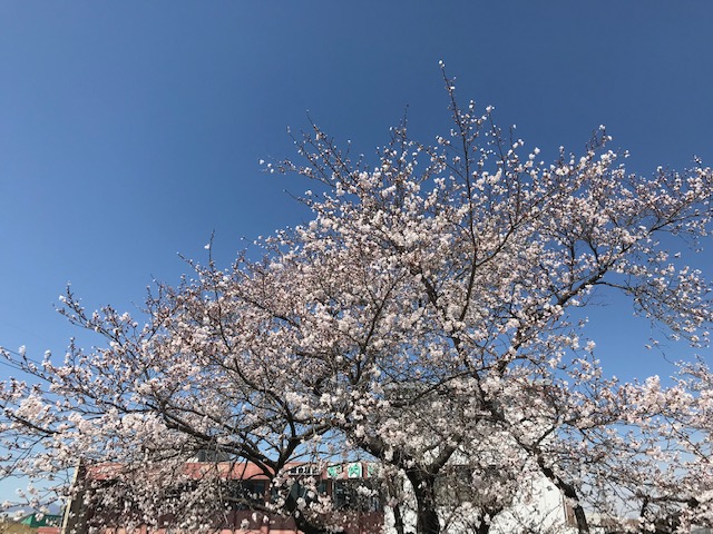 2019年桜.jpeg